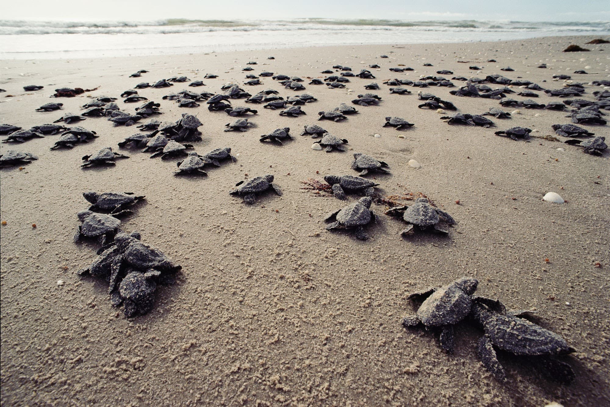 2 Days Watching Turtles Tour Package