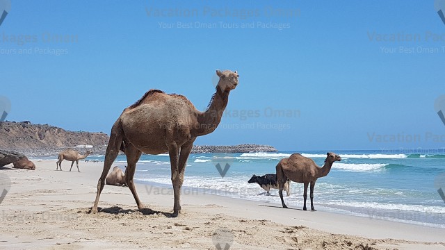 Extraordinary footage of camels and cows at the beach, but this is the ordinary in Salalah.