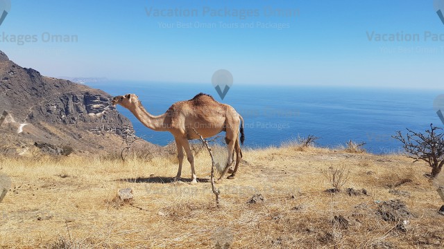 A camel in Salalah staying on top of Qara mountain, and the beach in behind, beautiful complex of nature in Oman.