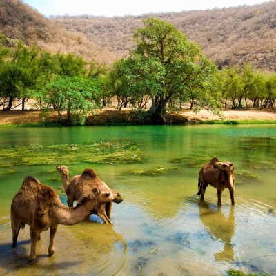Wadi Darbat Full Day